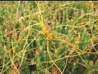 Cuscutes(Cuscuta)_7