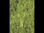 Quenouille feuilles larges (Typha latifolia)_2
