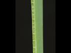 Quenouille feuilles larges (Typha latifolia)_5