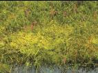 Sphaignes(Sphagnum spp.)_3