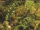 Polytrics (Polytrichum spp.)_4