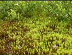 Polytrics (Polytrichum spp.)_5