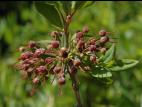 Kalmia feuilles étroites (Kalmia angustifolia)_4