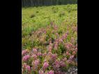 Kalmia feuilles étroites (Kalmia angustifolia)_6