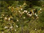 Amélanchier de Bartram(Amelanchier bartramiana)_1