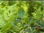 Amélanchier de Bartram(Amelanchier bartramiana)_2