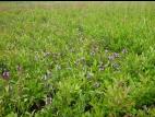 Brunelle vulgaire(Prunella vulgaris)_4