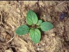 Brunelle vulgaire(Prunella vulgaris)_6