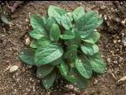 Brunelle vulgaire(Prunella vulgaris)_10