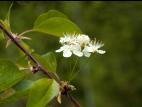 Cerisier Pennsylvanie(Prunus pensylvanica)_2