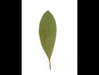 Cerisier Susquehanna(Prunus pumila)_3