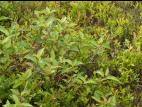 Cornouiller hart-rouge(Cornus sericea)_1