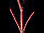 Cornouiller hart-rouge(Cornus sericea)_2