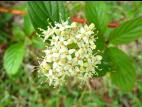 Cornouiller hart-rouge(Cornus sericea)_4