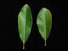 Saule humble (Salix humilis)_1