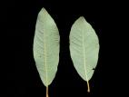Saule humble (Salix humilis)_5