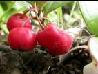 Thé des bois(Gaultheria procumbens)_3