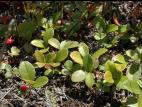 Thé des bois(Gaultheria procumbens)_4