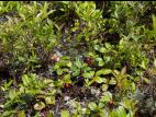 Thé des bois(Gaultheria procumbens)_6