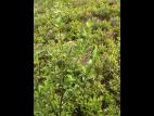 Viorne cassinoïde(Viburnum cassinoides)_1