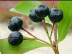 Aronie fruits noirs(Aronia melanocarpa)_5