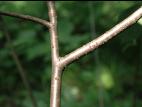 Aronie fruits noirs(Aronia melanocarpa)_7
