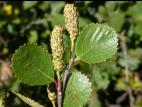 Bouleau nain boréal(Betula pumila)_2