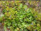 Épigée rampante(Epigaea repens)_2