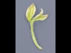 Fraise - glyphosate (9)_17