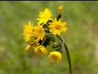 Épervière prés(Pilosella caespitosa)_1