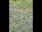 Épervière fleurs nombreuses(Pilosella x floribunda)_4
