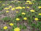 Épervière piloselle(Pilosella officinarum)_1