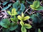 Fraise - glyphosate (9)_19