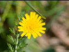Épervière piloselle(Pilosella officinarum)_6
