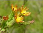 Laitue Canada (Lactuca canadensis)_2