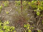 Laitue Canada (Lactuca canadensis)_5