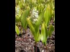 Maianthème Canada (Maianthemum canadense)_1