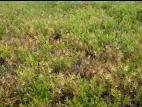Mélampyre linéaire (Melampyrum lineare)_5