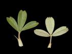 Potentille tridentée (Potentilla tridentata)_3