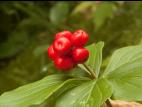 Quatre temps (Cornus canadensis)_2