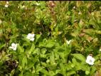 Quatre temps (Cornus canadensis)_6