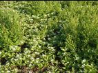 Quatre temps (Cornus canadensis)_8