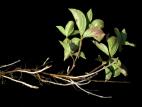 Quatre temps (Cornus canadensis)_9