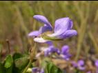 Violette éperon crochu(Viola adunca)_1