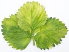 Fraise - atrazine (5)_2