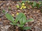 Clintonie boréale(Clintonia borealis)_1