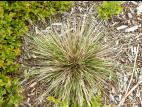 Oryzopsis piquant (Piptatheropsis pungens)_1
