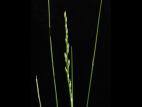 Oryzopsis piquant (Piptatheropsis pungens)_3