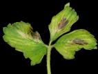 Fraise - terbacil (5)_5