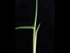 Panic appauvri (Dichanthelium depauperatum)_4